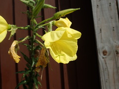 Oenothera glazioviana