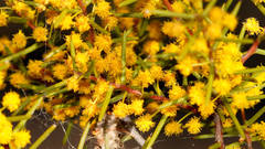Acacia nyssophylla