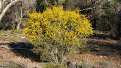Acacia nyssophylla