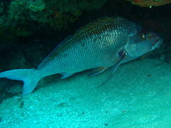 Chirodactylus jessicalenorum