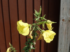 Oenothera glazioviana