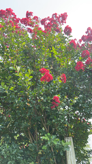 Lagerstroemia indica