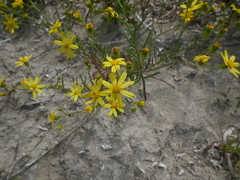Senecio spanomerus