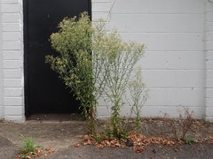 Erigeron sumatrensis