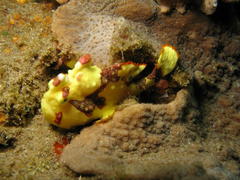 Antennarius maculatus