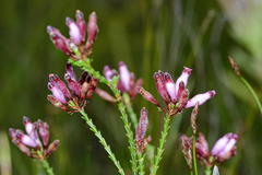 Erica cristata