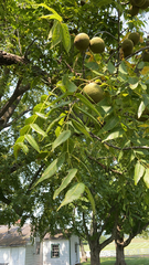 Juglans nigra