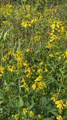 Verbesina alternifolia