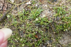 Mollugo verticillata