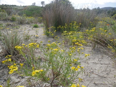 Senecio spanomerus