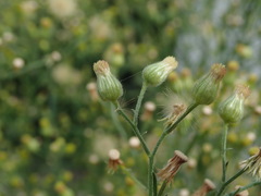 Erigeron sumatrensis