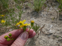 Senecio spanomerus