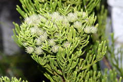 Brunia paleacea