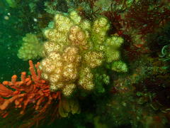 Eunephthya thyrsoidea