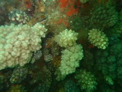 Eunephthya thyrsoidea