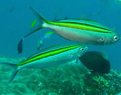 Caesio xanthalytos