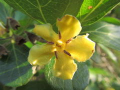 Gardenieae