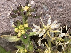 Draba jorullensis