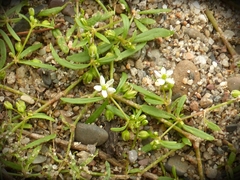 Mollugo verticillata