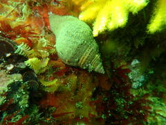 Nucella dubia
