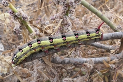 Hyles tithymali tithymali