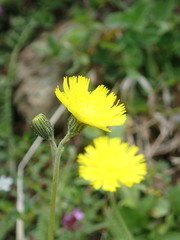 Pilosella lactucella