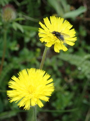 Pilosella lactucella