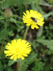 Pilosella lactucella