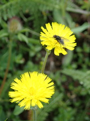Pilosella lactucella