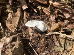 Leucocoprinus brebissonii