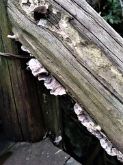 Trametes membranacea