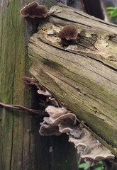 Trametes membranacea