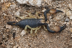 Opistophthalmus