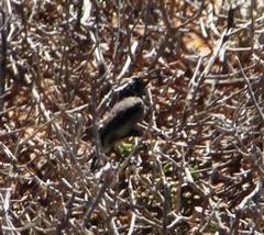 Cinnyris fuscus fuscus