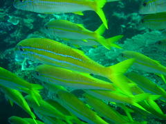 Mulloidichthys ayliffe