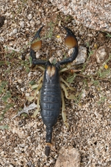 Opistophthalmus