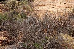 Cinnyris fuscus fuscus