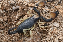 Opistophthalmus