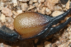 Opistophthalmus
