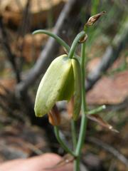 Albuca juncifolia
