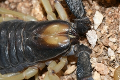 Opistophthalmus