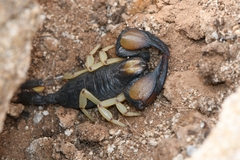Opistophthalmus