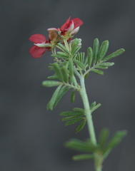 Indigofera stricta