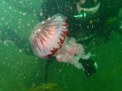 Chrysaora fulgida