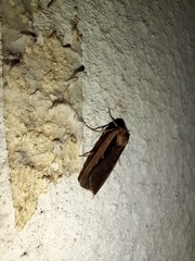 Ochropleura leucogaster