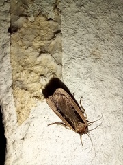 Ochropleura leucogaster