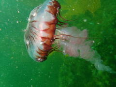 Chrysaora fulgida