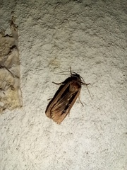Ochropleura leucogaster