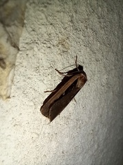 Ochropleura leucogaster