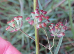 Bupleurum mundii